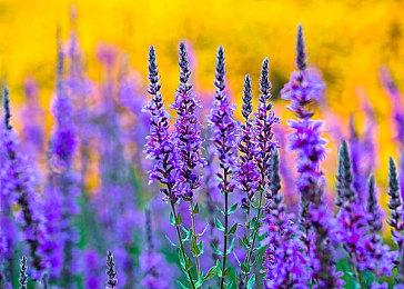 微软和小岛快要签署协议 小岛新作有望是Xbox主机独占